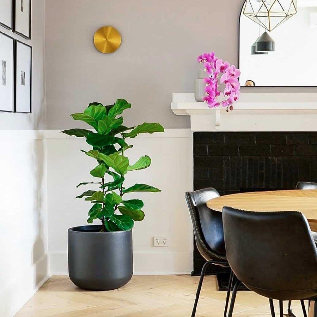Gossa Wall Lamp Wall lamp